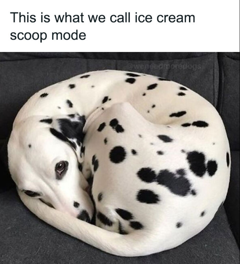 10 Adorable Animal Memes To Make Your Day At Least 99% Better