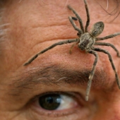 10 arañas, que realmente debe tener miedo