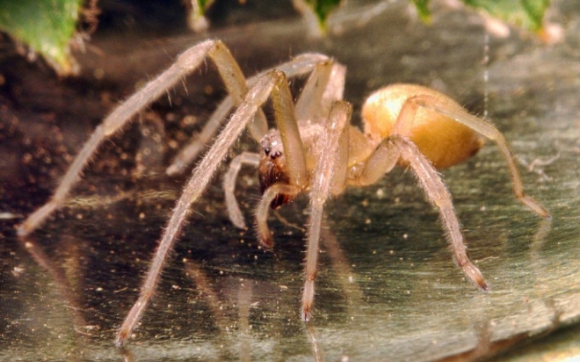 10 arañas, que realmente debe tener miedo