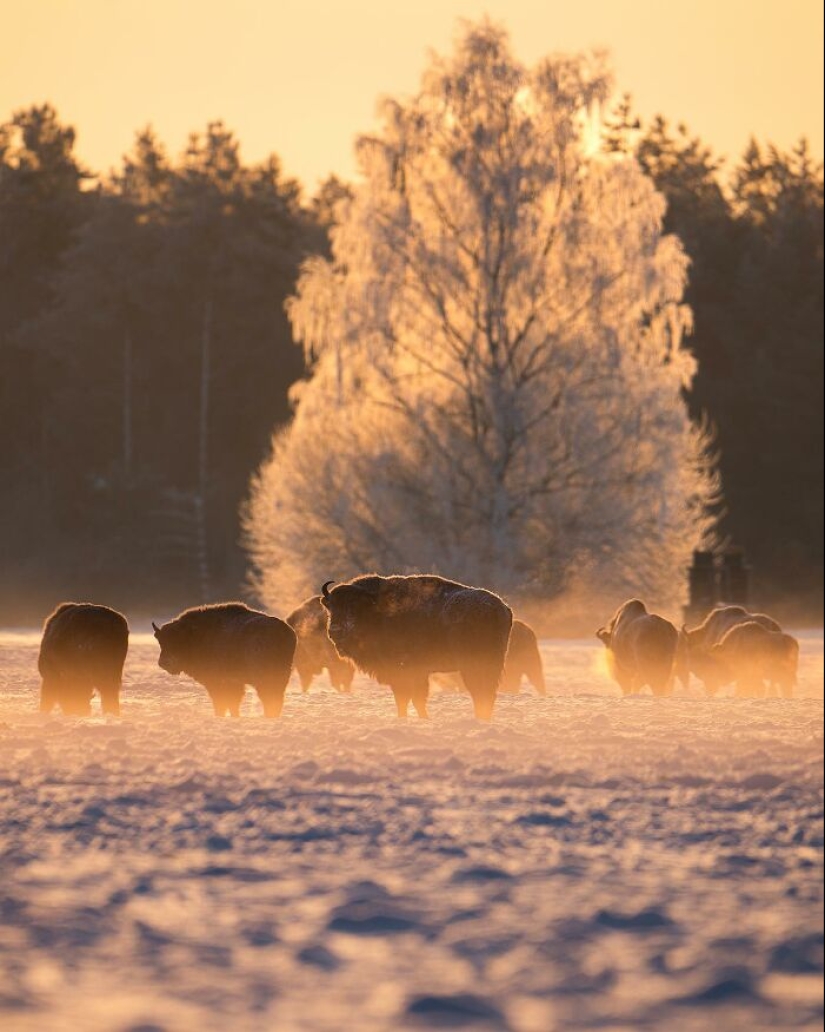 10 Captivating Photographs Of Animals In Their Natural Habitat By Alex Ugalek