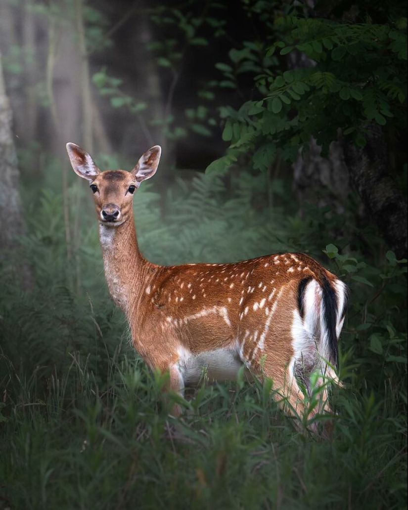 10 Captivating Photographs Of Animals In Their Natural Habitat By Alex Ugalek