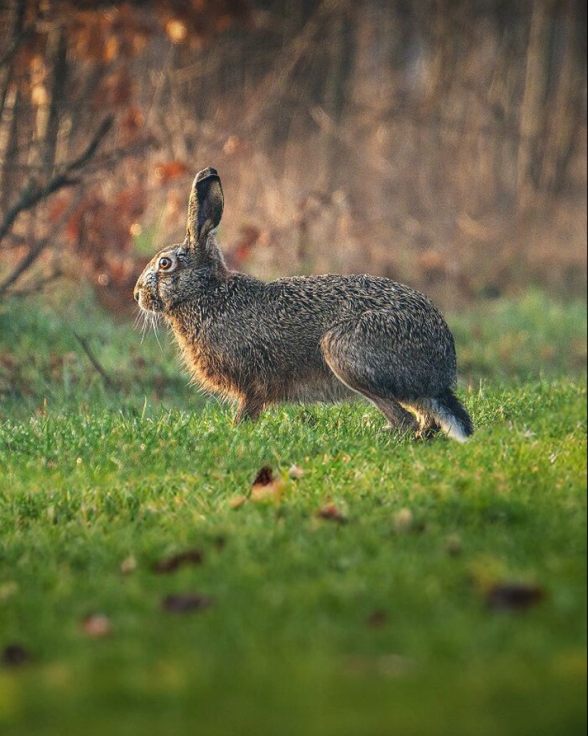 10 Captivating Photographs Of Animals In Their Natural Habitat By Alex Ugalek