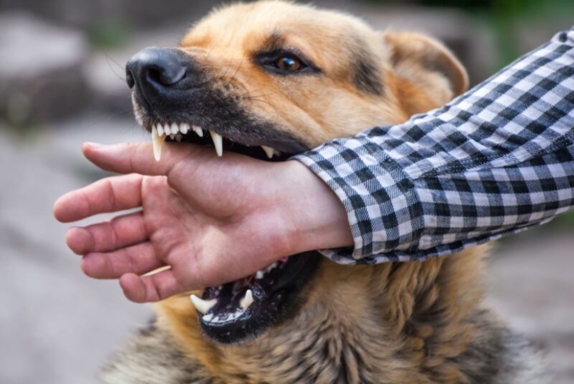 10 common myths about rabies that it is time to stop believing