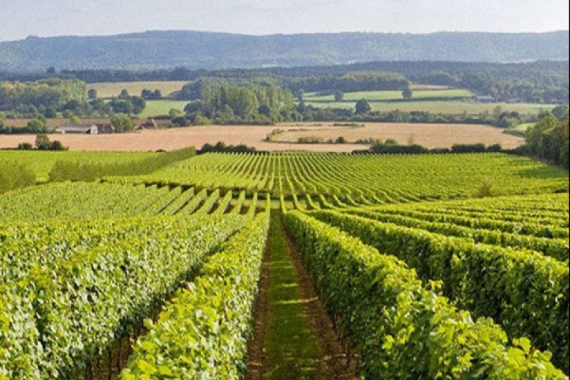 10 countries where, it turns out, they produce delicious wine, and we didn't even know about it