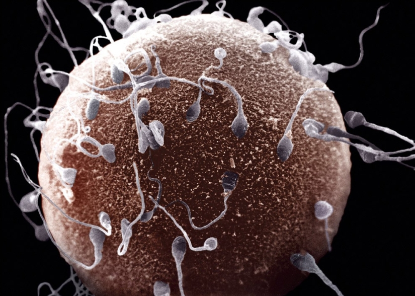 10 datos sobre el esperma humano
