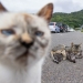 10 divertidas fotografías de gatos captadas por Masayuki Oki