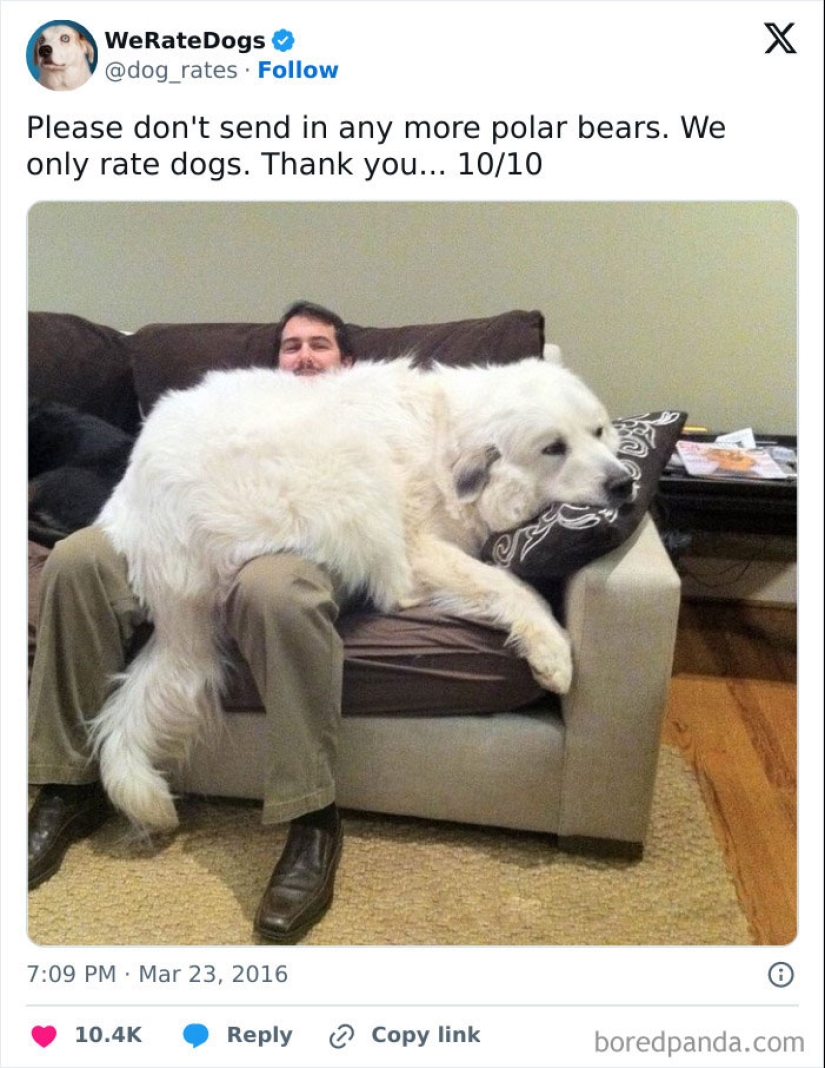 10 Dogs That Are Absolute Units And Don’t Know How Big They Are