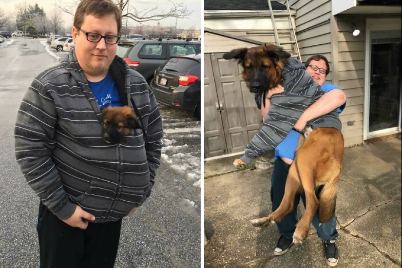 10 Dogs That Are Absolute Units And Don’t Know How Big They Are