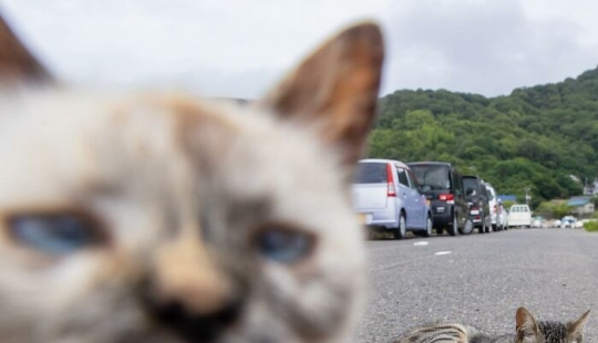 10 Entertaining Cat Pictures Captured By Masayuki Oki