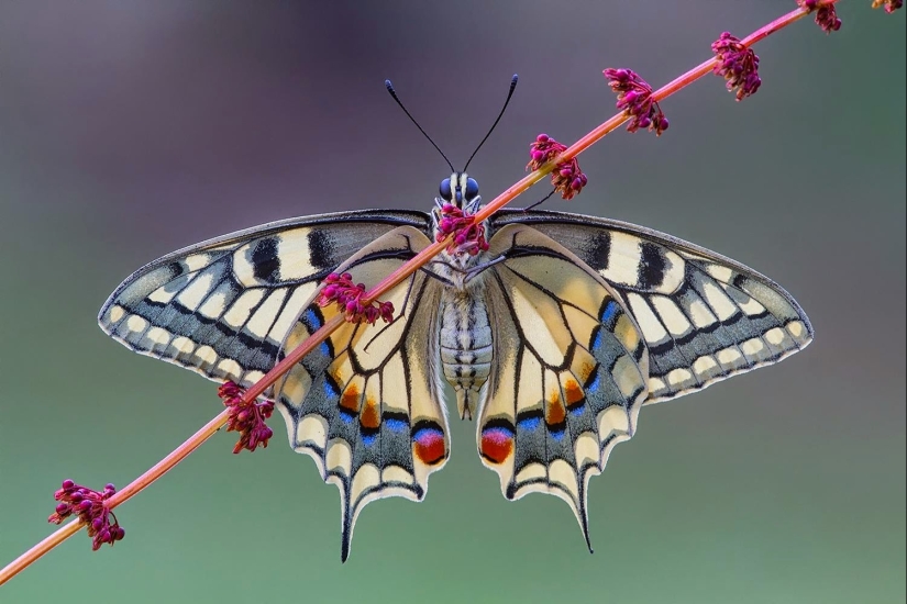 10 excelentes ejemplos de simetría en la naturaleza