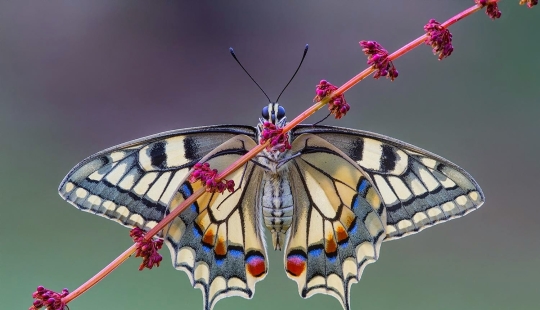 10 excelentes ejemplos de simetría en la naturaleza