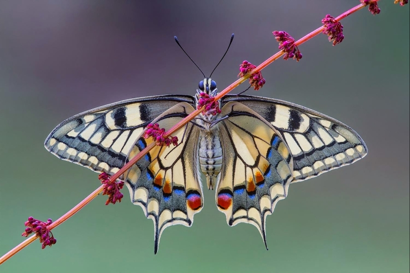 10 excellent examples of symmetry in nature