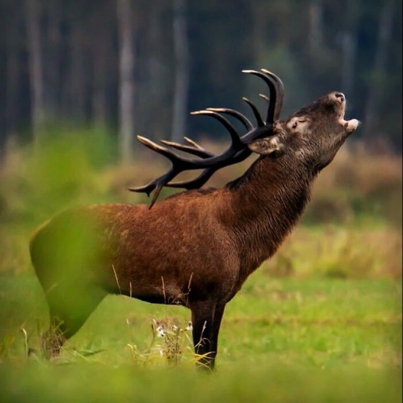 10 fotografías cautivadoras de animales en su hábitat natural por Alex Ugalek