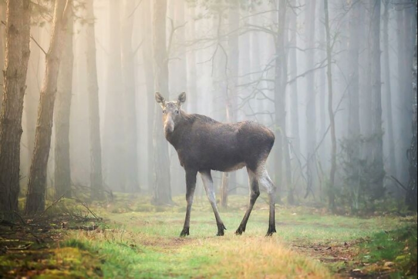 10 fotografías cautivadoras de animales en su hábitat natural por Alex Ugalek