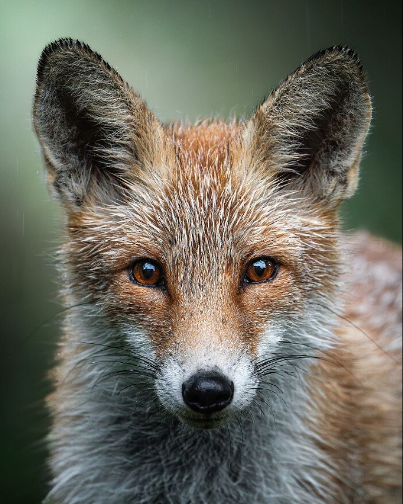 10 fotografías cautivadoras de animales en su hábitat natural por Alex Ugalek