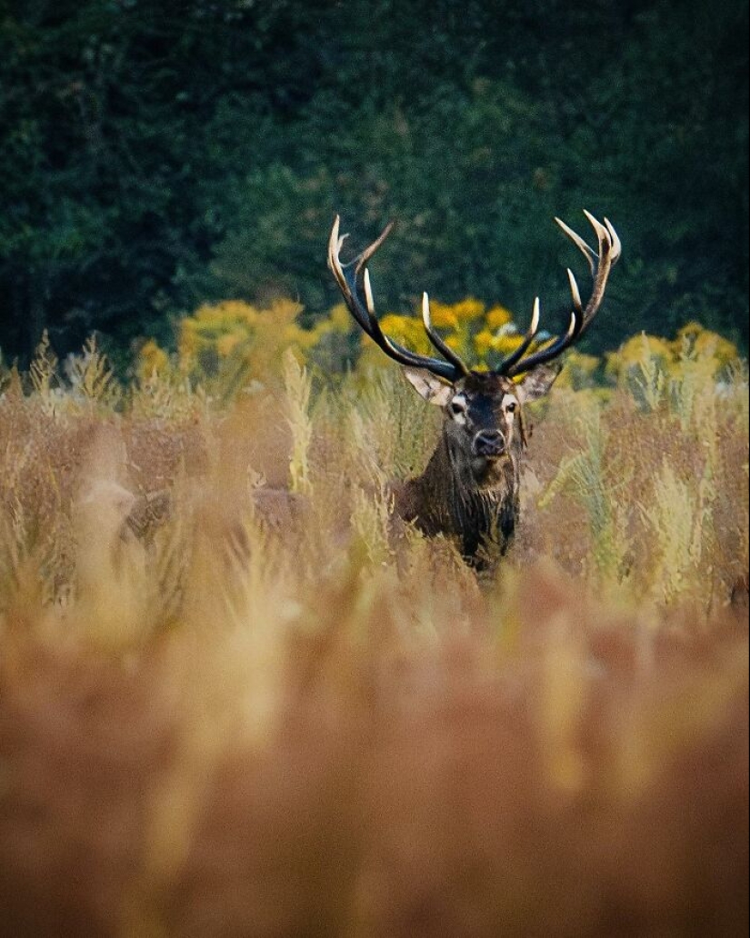 10 fotografías cautivadoras de animales en su hábitat natural por Alex Ugalek