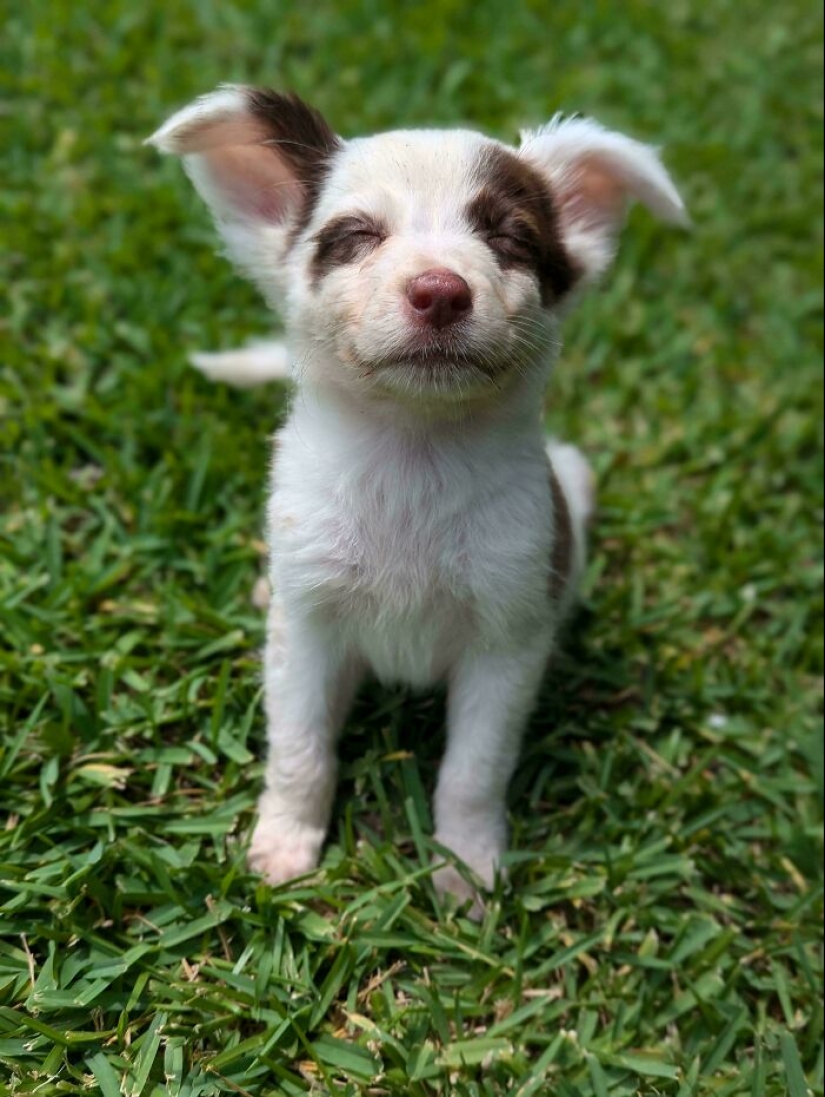 10 fotos adorables de personas que muestran las mascotas que han adoptado (edición de julio)