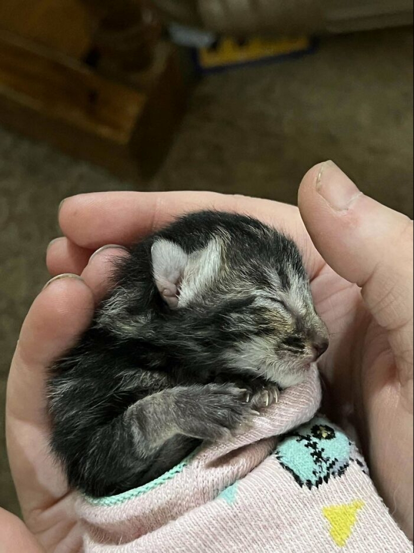 10 fotos adorables de personas que muestran las mascotas que han adoptado (edición de julio)