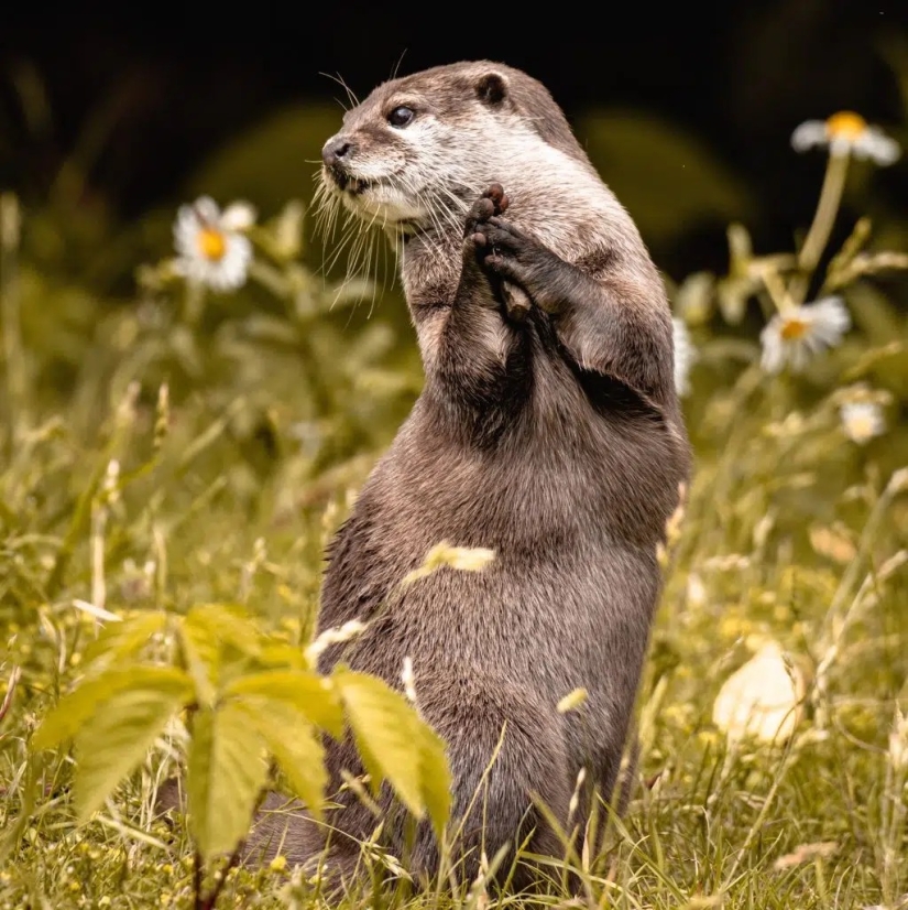 10 happiest animals in the world