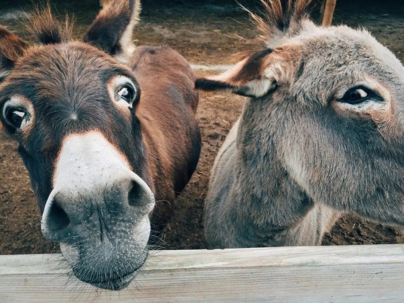 10 happiest animals in the world