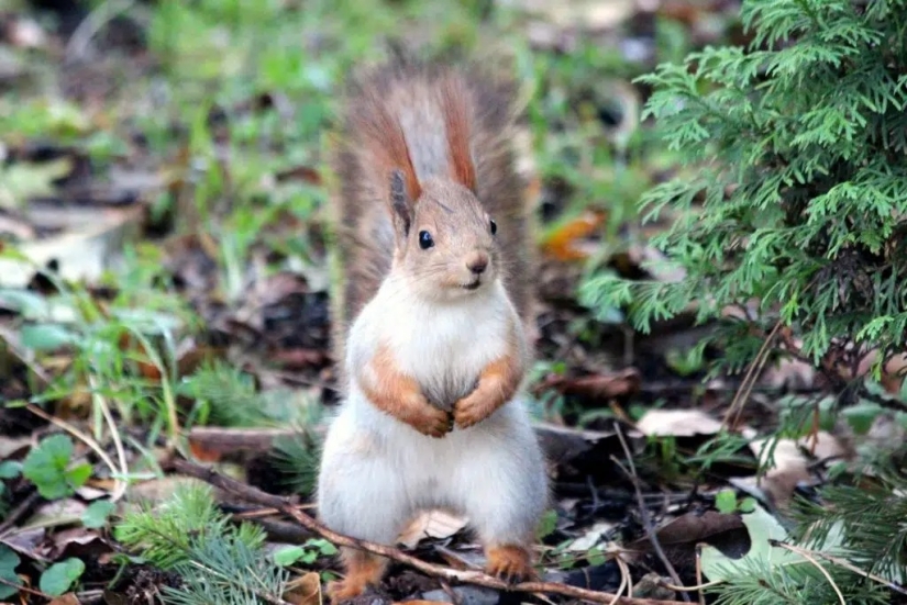 10 happiest animals in the world