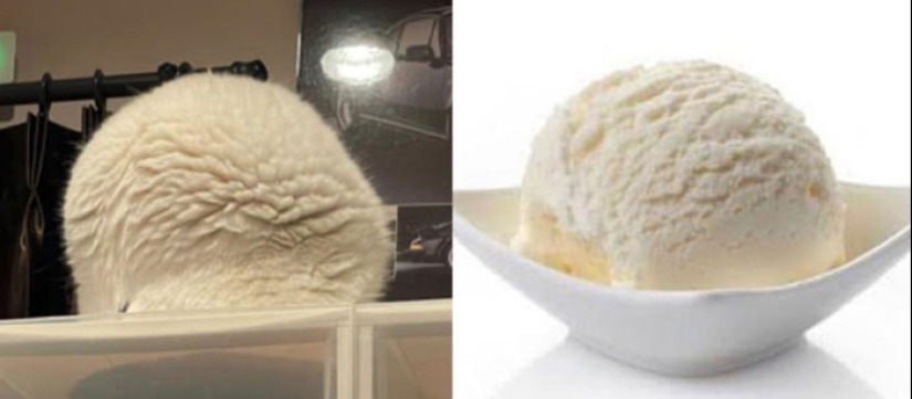 10 Hilarious Photos Of Animals Who Have An Uncanny Resemblance To Foods