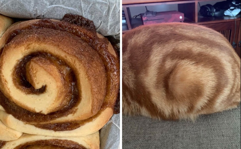 10 Hilarious Photos Of Animals Who Have An Uncanny Resemblance To Foods