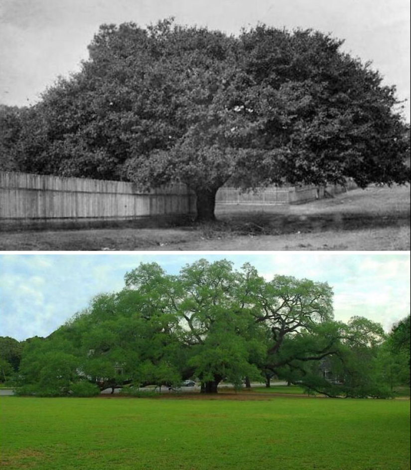 10 impresionantes fotografías de árboles que crecen y hacen que los espacios sean más verdes