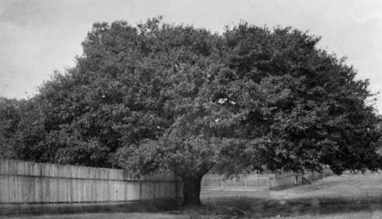 10 Impressive Progress Photos Of Trees Growing Up And Making Spaces Greener