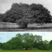 10 Impressive Progress Photos Of Trees Growing Up And Making Spaces Greener