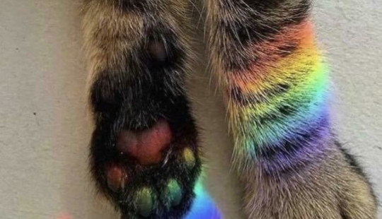 10 increíbles fotografías de “Rainbow Everything” justo a tiempo para celebrar el mes del orgullo