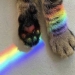 10 increíbles fotografías de “Rainbow Everything” justo a tiempo para celebrar el mes del orgullo