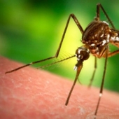 10 killer scents from mosquitoes