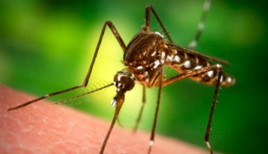 10 killer scents from mosquitoes