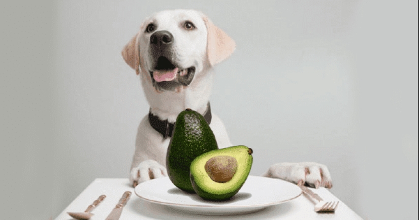 10 Little-Known and Unexpected Facts About Avocados