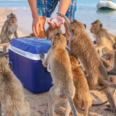 10 lugares donde las palomas habituales son reemplazadas por animales exóticos