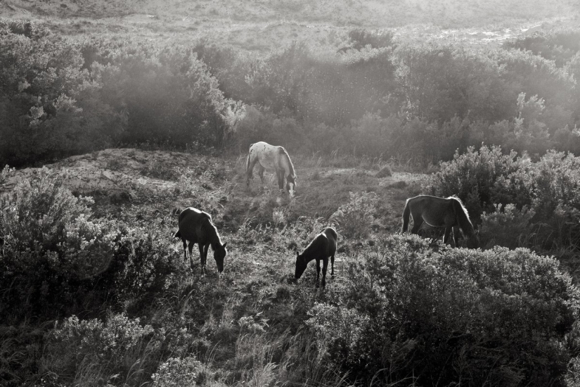 10 mágicas fotografías de los caballos salvajes de la isla de Cumberland