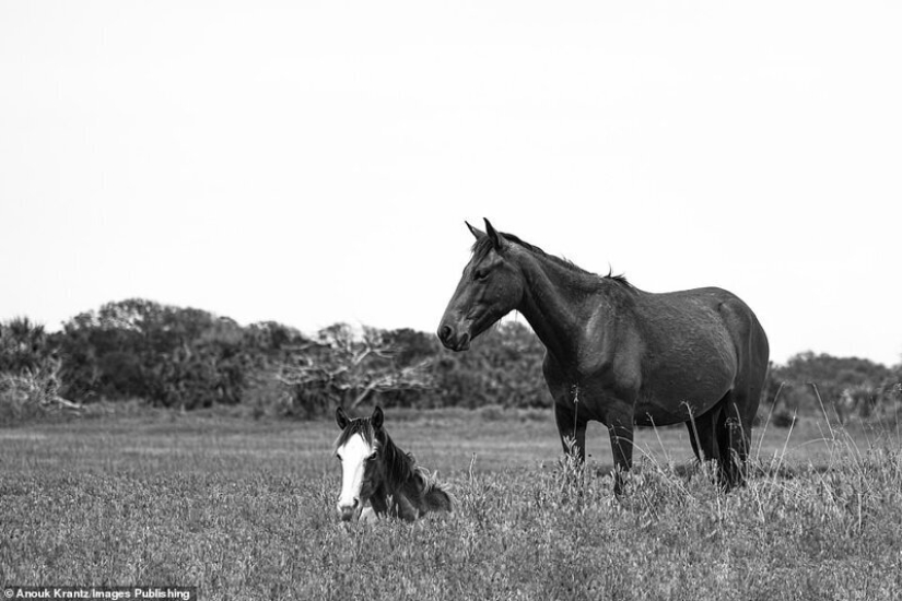 10 mágicas fotografías de los caballos salvajes de la isla de Cumberland