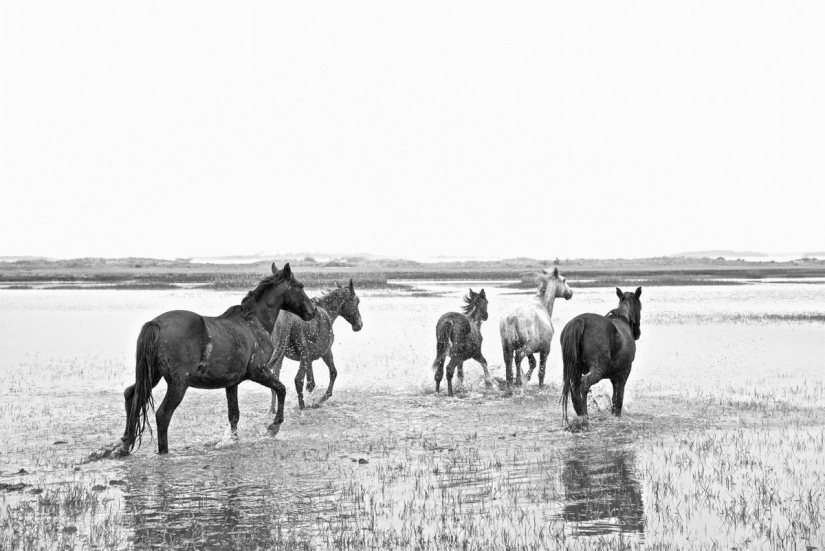 10 mágicas fotografías de los caballos salvajes de la isla de Cumberland
