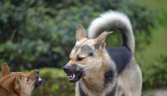 10 Most Aggressive Dog Breeds