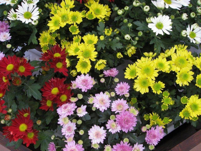 10 most suitable plants for growing in hanging pots