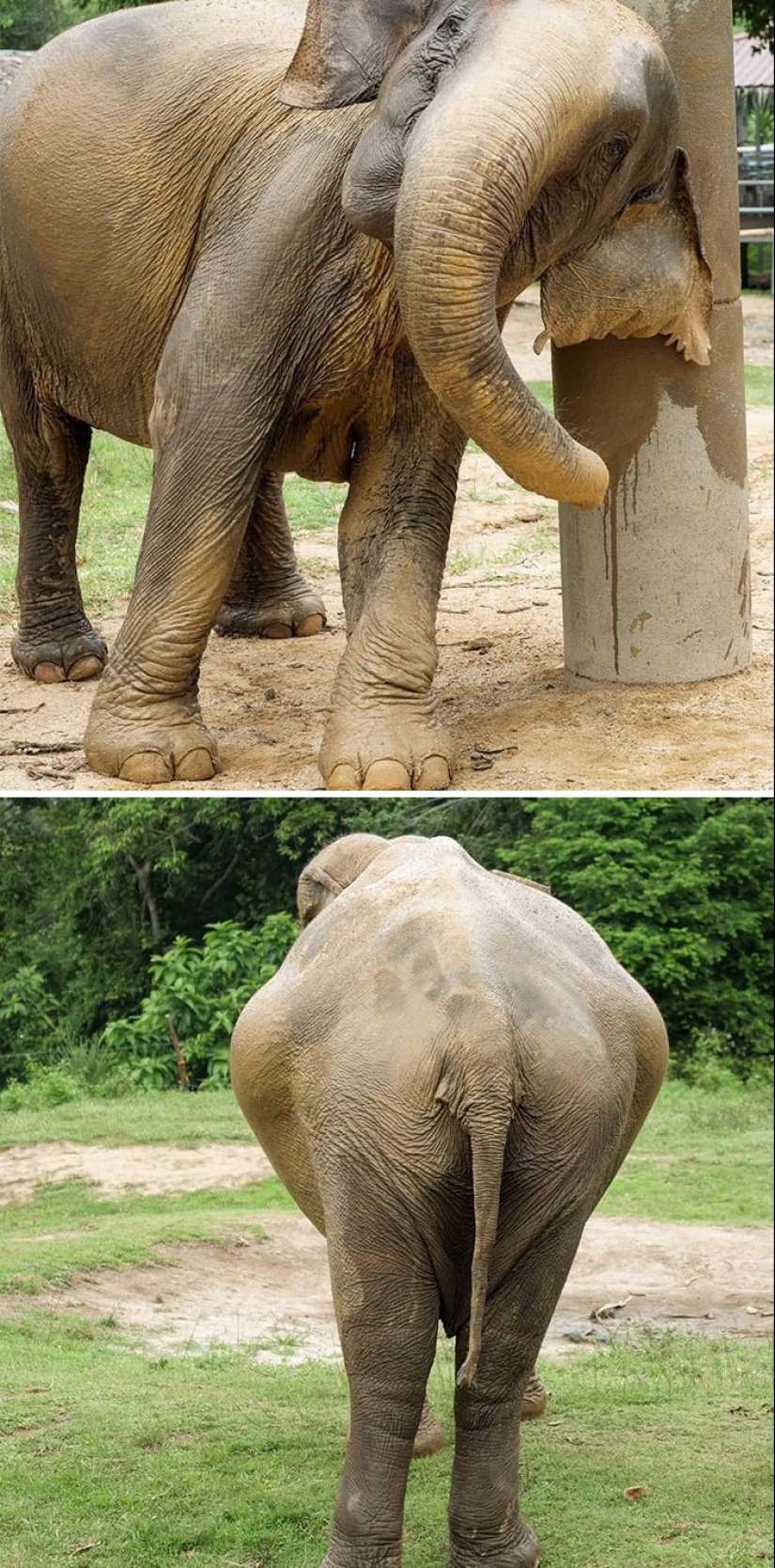 10 Of The Most Adorable Photos Of Pregnant Animals