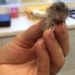 10 pequeños animales en moldes de yeso en miniatura