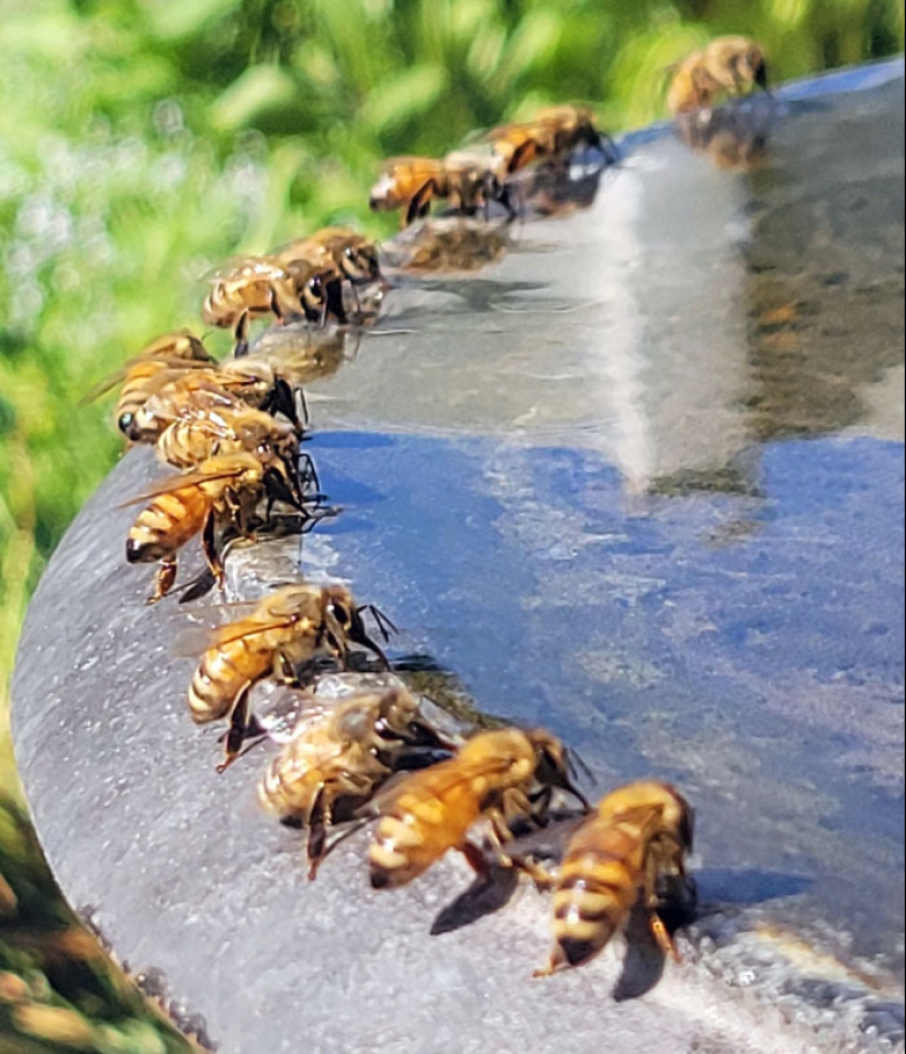 10 Photos People Took In The Terrible Heatwaves That Happened This Summer