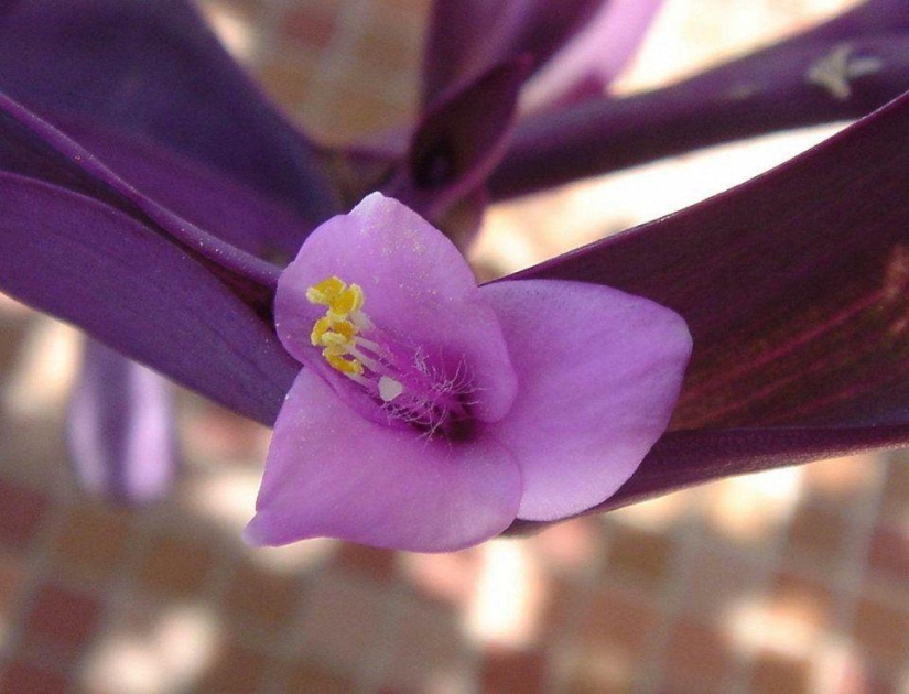 10 plantas más adecuadas para el cultivo en macetas colgantes