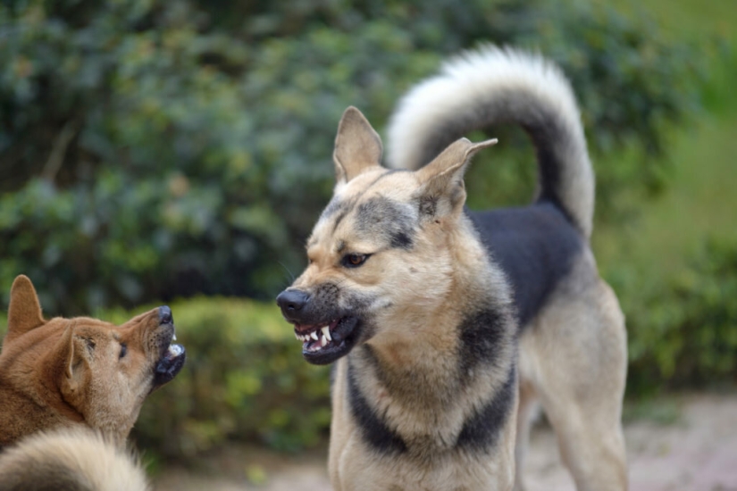 10 razas de perros más agresivas