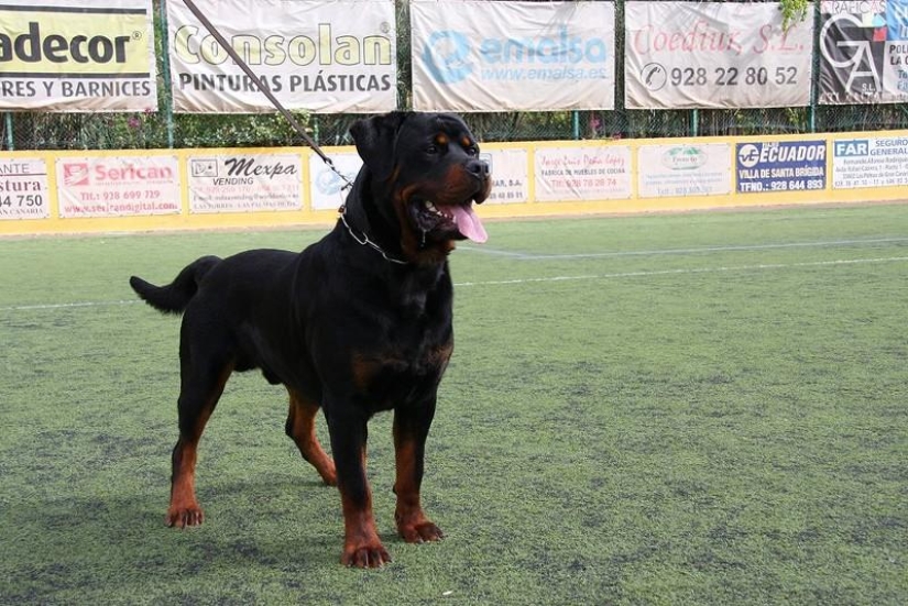 10 razas de perros más agresivas