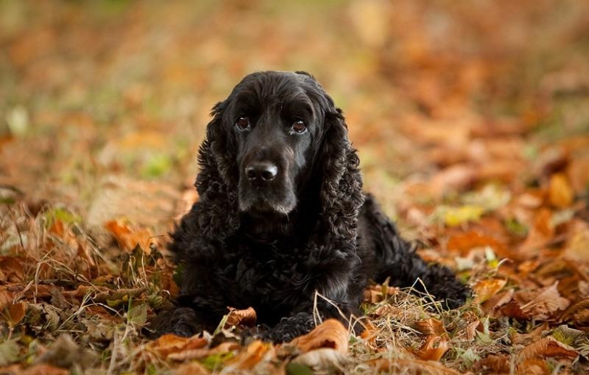 10 razas de perros más agresivas