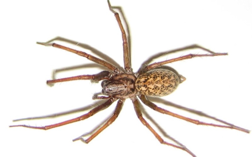 10 spiders, which really should be afraid