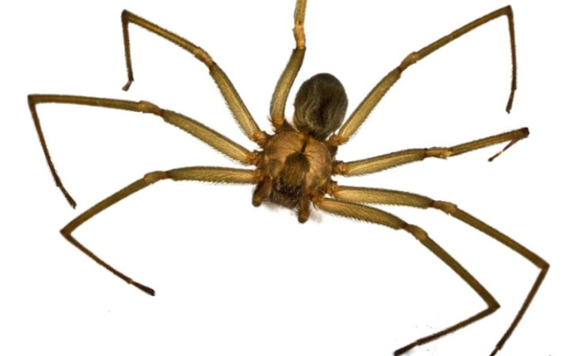 10 spiders, which really should be afraid